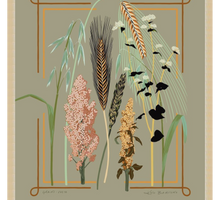 Load image into Gallery viewer, Grains: Vesta